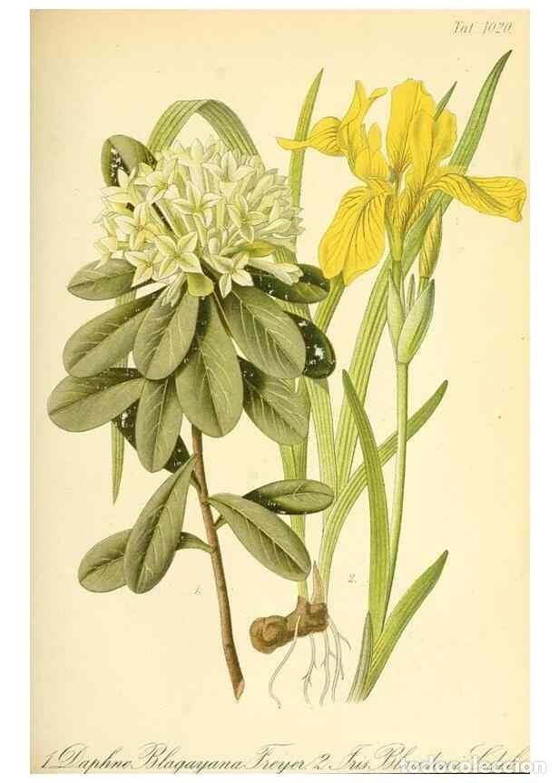 Coleccionismo de Revistas y Peri&oacute;dicos: Reproducci&oacute;n/Reproduction 49716230468: Gartenflora.. Erlangen :F. Enke,1852-1940.. - Deutsche Garten