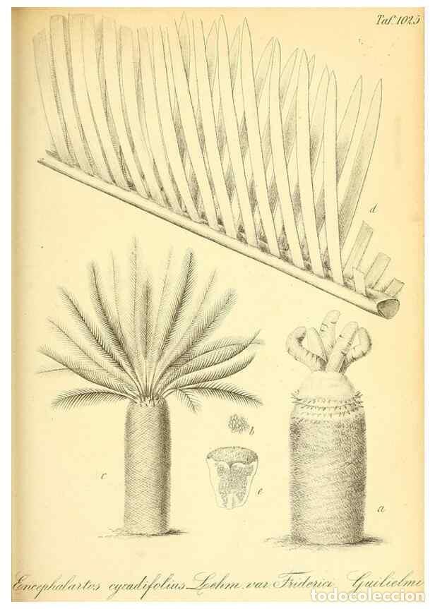 Coleccionismo de Revistas y Peri&oacute;dicos: Reproducci&oacute;n/Reproduction 49716232003: Gartenflora.. Erlangen :F. Enke,1852-1940.. - Deutsche Garten