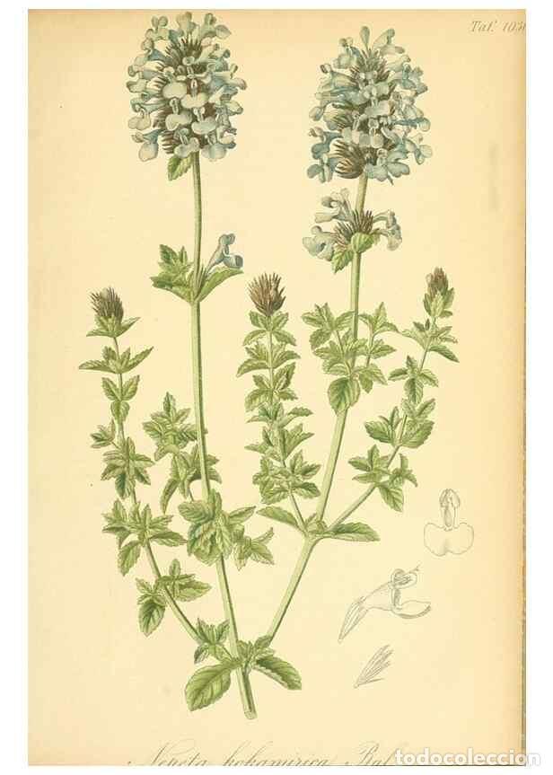 Coleccionismo de Revistas y Peri&oacute;dicos: Reproducci&oacute;n/Reproduction 49717088977: Gartenflora.. Erlangen :F. Enke,1852-1940.. - Deutsche Garten