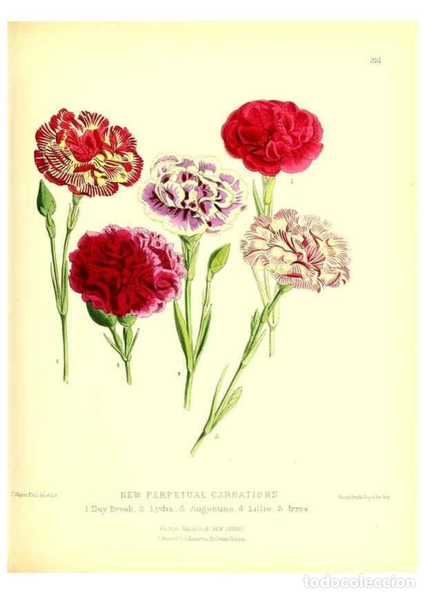Coleccionismo de Revistas y Peri&oacute;dicos: Reproducci&oacute;n/Reproduction 49680413906: The floral magazine;. London,L. Reeve & Co.. - Dombrain, Henr