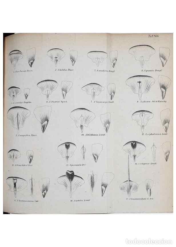 Coleccionismo de Revistas y Peri&oacute;dicos: Reproducci&oacute;n/Reproduction 49705056878: Gartenflora.. Erlangen :F. Enke,1852-1940.. - Deutsche Garten
