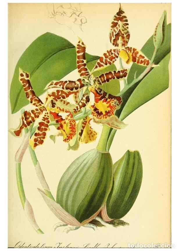 Coleccionismo de Revistas y Peri&oacute;dicos: Reproducci&oacute;n/Reproduction 49705588036: Gartenflora.. Erlangen :F. Enke,1852-1940.. - Deutsche Garten