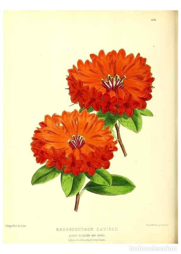 Coleccionismo de Revistas y Peri&oacute;dicos: Reproducci&oacute;n/Reproduction 49680811392: The floral magazine;. London,L. Reeve & Co.. - Dombrain, Henr