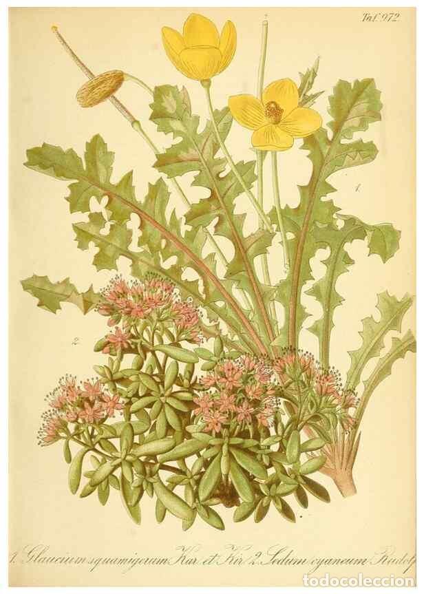 Coleccionismo de Revistas y Peri&oacute;dicos: Reproducci&oacute;n/Reproduction 49716609986: Gartenflora.. Erlangen :F. Enke,1852-1940.. - Deutsche Garten