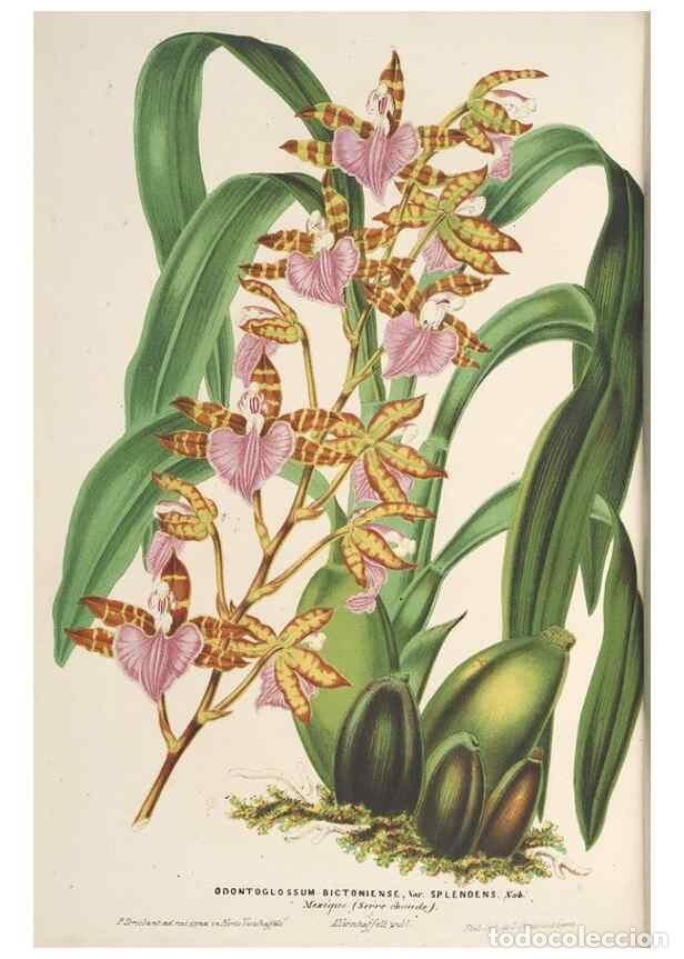 Collection Magazines and Newspapers: Reproducci&oacute;n/Reproduction 49690432562: L'Illustration horticole :. Gand, Belgium :Imprimerie et lith