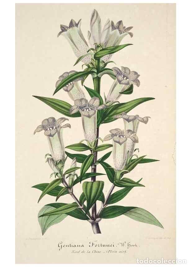 Collection Magazines and Newspapers: Reproducci&oacute;n/Reproduction 49684164961: L'Illustration horticole :. Gand, Belgium :Imprimerie et lith