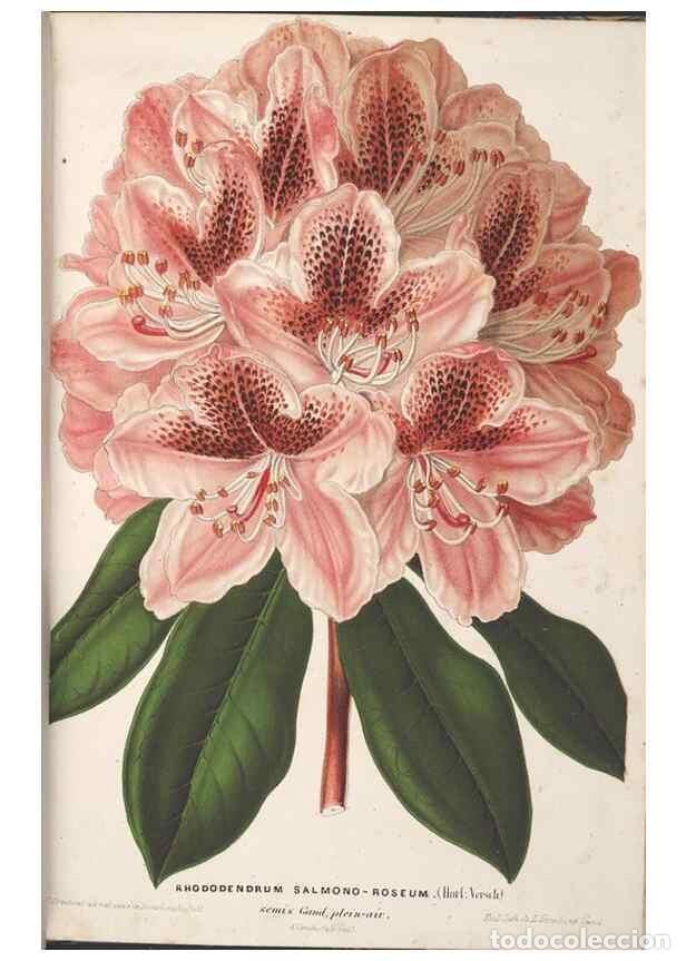 Collection Magazines and Newspapers: Reproducci&oacute;n/Reproduction 49690429902: L'Illustration horticole :. Gand, Belgium :Imprimerie et lith