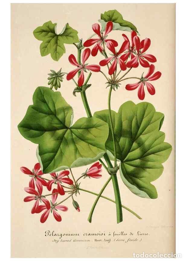 Collection Magazines and Newspapers: Reproducci&oacute;n/Reproduction 49683620108: L'Illustration horticole :. Gand, Belgium :Imprimerie et lith