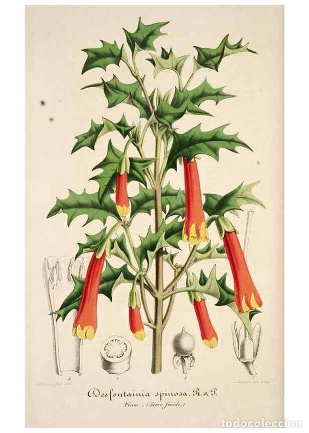 Collection Magazines and Newspapers: Reproducci&oacute;n/Reproduction 49684161681: L'Illustration horticole :. Gand, Belgium :Imprimerie et lith