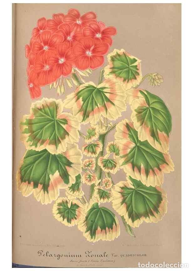 Collection Magazines and Newspapers: Reproducci&oacute;n/Reproduction 49687944356: L'Illustration horticole :. Gand, Belgium :Imprimerie et lith