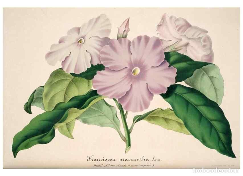 Collection Magazines and Newspapers: Reproducci&oacute;n/Reproduction 49684453312: L'Illustration horticole :. Gand, Belgium :Imprimerie et lith