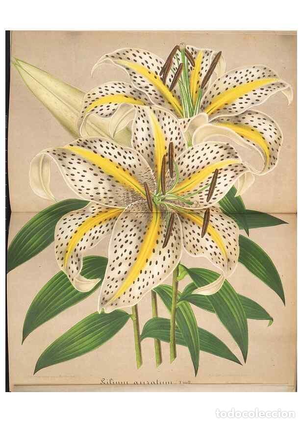 Collection Magazines and Newspapers: Reproducci&oacute;n/Reproduction 49687941831: L'Illustration horticole :. Gand, Belgium :Imprimerie et lith