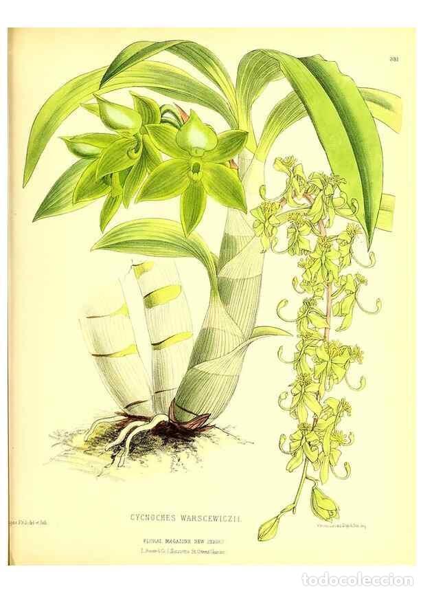 Collection Magazines and Newspapers: Reproducci&oacute;n/Reproduction 49680710877: The floral magazine;. London,L. Reeve & Co.. - Dombrain, Henr