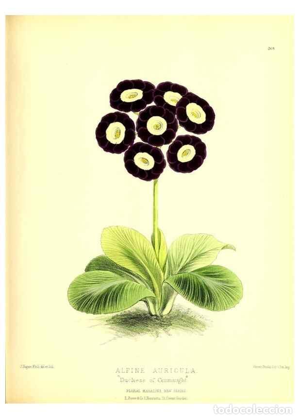 Collection Magazines and Newspapers: Reproducci&oacute;n/Reproduction 49680417341: The floral magazine;. London,L. Reeve & Co.. - Dombrain, Henr