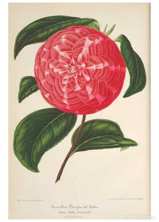 Collection Magazines and Newspapers: Reproducci&oacute;n/Reproduction 49689552143: L'Illustration horticole :. Gand, Belgium :Imprimerie et lith