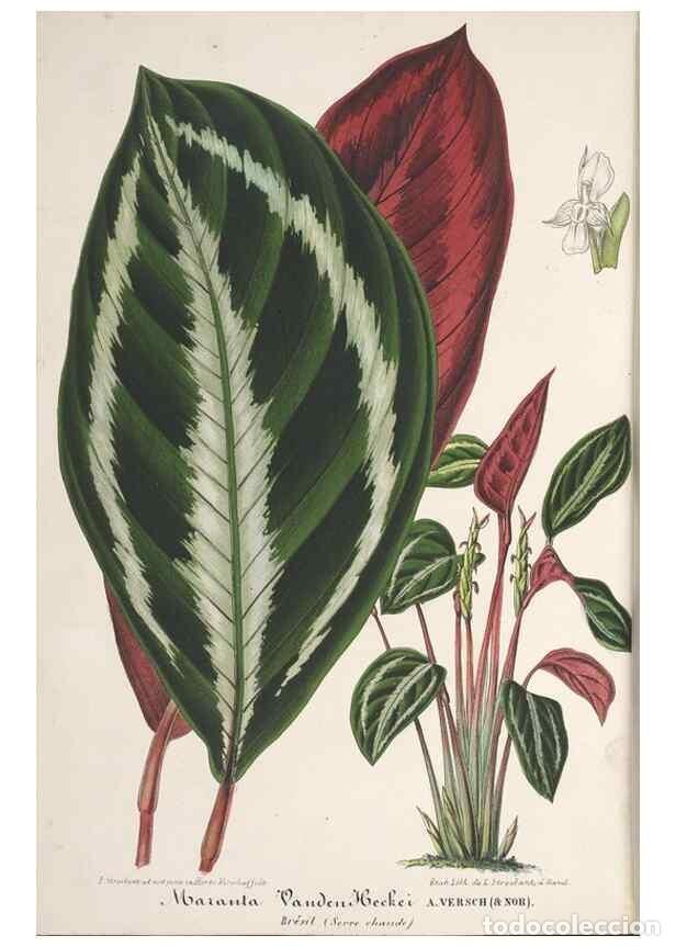 Collection Magazines and Newspapers: Reproducci&oacute;n/Reproduction 49688002966: L'Illustration horticole :. Gand, Belgium :Imprimerie et lith