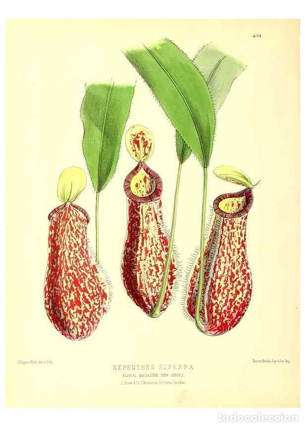 Collection Magazines and Newspapers: Reproducci&oacute;n/Reproduction 49680802947: The floral magazine;. London,L. Reeve & Co.. - Dombrain, Henr