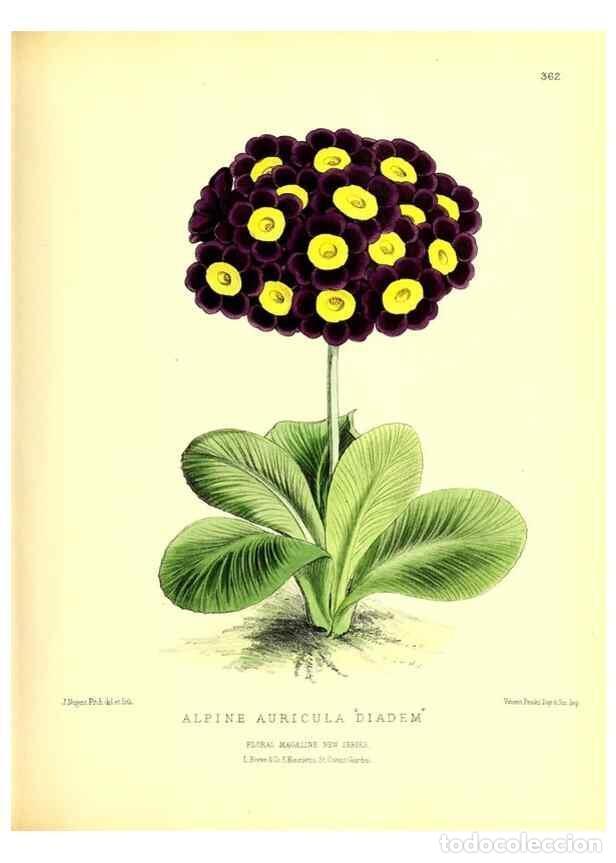 Collection Magazines and Newspapers: Reproducci&oacute;n/Reproduction 49680416191: The floral magazine;. London,L. Reeve & Co.. - Dombrain, Henr