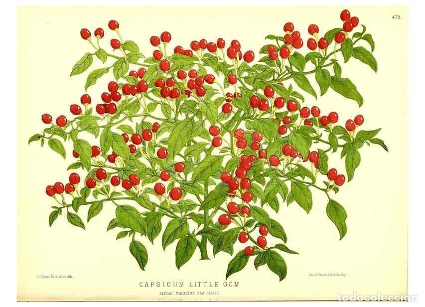 Collection Magazines and Newspapers: Reproducci&oacute;n/Reproduction 49680812767: The floral magazine;. London,L. Reeve & Co.. - Dombrain, Henr