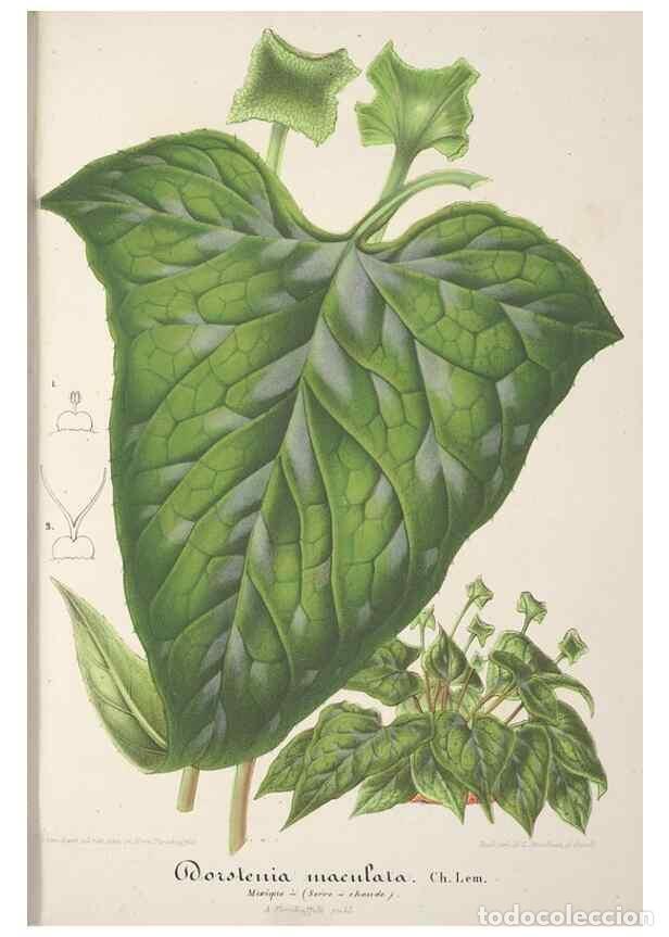 Collection Magazines and Newspapers: Reproducci&oacute;n/Reproduction 49687462338: L'Illustration horticole :. Gand, Belgium :Imprimerie et lith