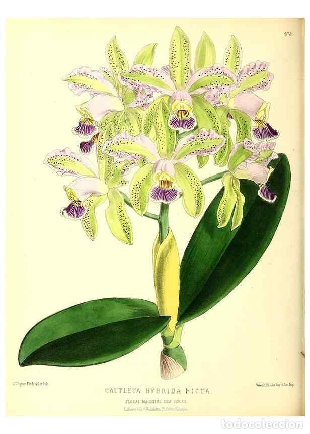 Collection Magazines and Newspapers: Reproducci&oacute;n/Reproduction 49680520601: The floral magazine;. London,L. Reeve & Co.. - Dombrain, Henr