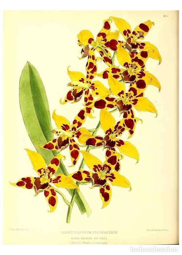 Collection Magazines and Newspapers: Reproducci&oacute;n/Reproduction 49680808322: The floral magazine;. London,L. Reeve & Co.. - Dombrain, Henr