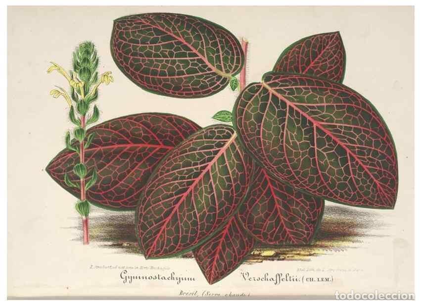 Collection Magazines and Newspapers: Reproducci&oacute;n/Reproduction 49688000111: L'Illustration horticole :. Gand, Belgium :Imprimerie et lith