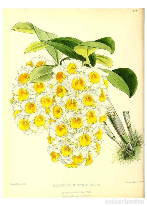 Collection Magazines and Newspapers: Reproducci&oacute;n/Reproduction 49680516426: The floral magazine;. London,L. Reeve & Co.. - Dombrain, Henr