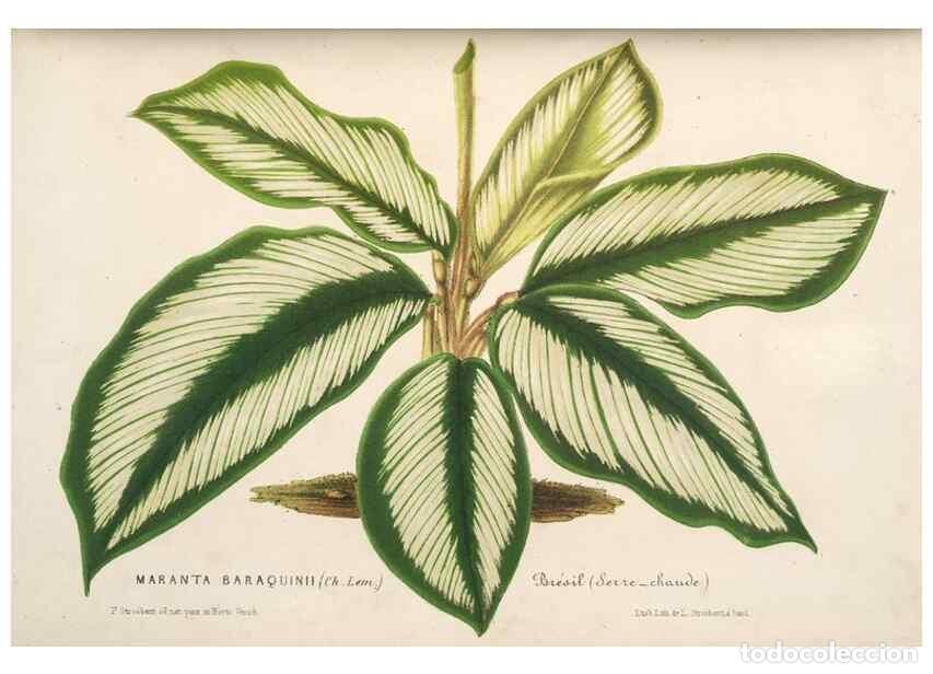 Collection Magazines and Newspapers: Reproducci&oacute;n/Reproduction 49689879343: L'Illustration horticole :. Gand, Belgium :Imprimerie et lith