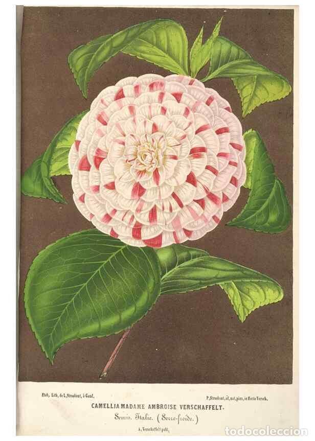 Collection Magazines and Newspapers: Reproducci&oacute;n/Reproduction 49690415571: L'Illustration horticole :. Gand, Belgium :Imprimerie et lith