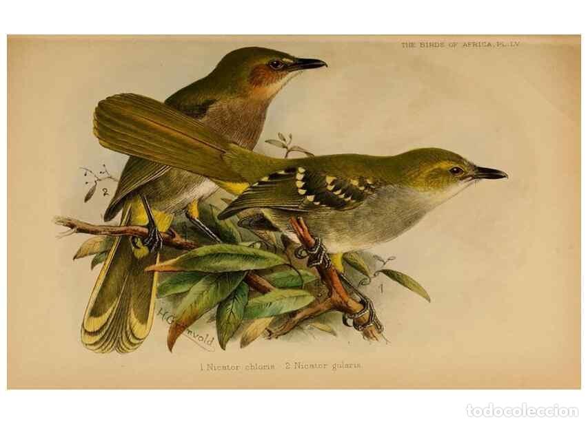 Collection Magazines and Newspapers: Reproducci&oacute;n/Reproduction 49656200292: The birds of Africa,. London,Published for the author by R.H.