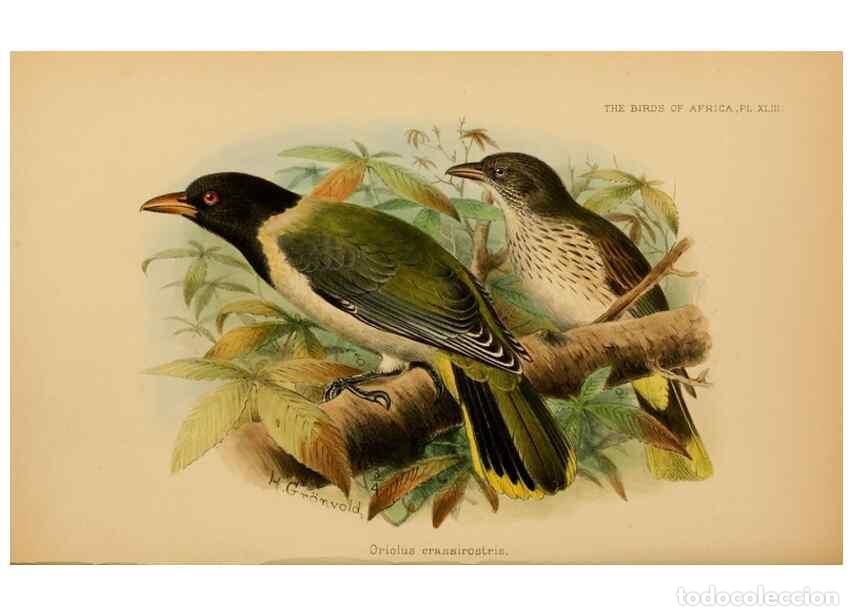 Collection Magazines and Newspapers: Reproducci&oacute;n/Reproduction 49655327128: The birds of Africa,. London,Published for the author by R.H.