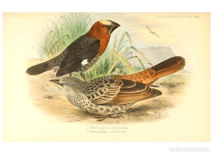 Collection Magazines and Newspapers: Reproducci&oacute;n/Reproduction 49654671538: The birds of Africa,. London,Published for the author by R.H.