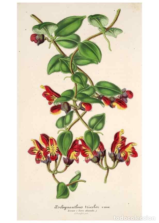 Colecionismo de Revistas e Jornais: Reproducci&oacute;n/Reproduction 49686184471: L'Illustration horticole :. Gand, Belgium :Imprimerie et lith