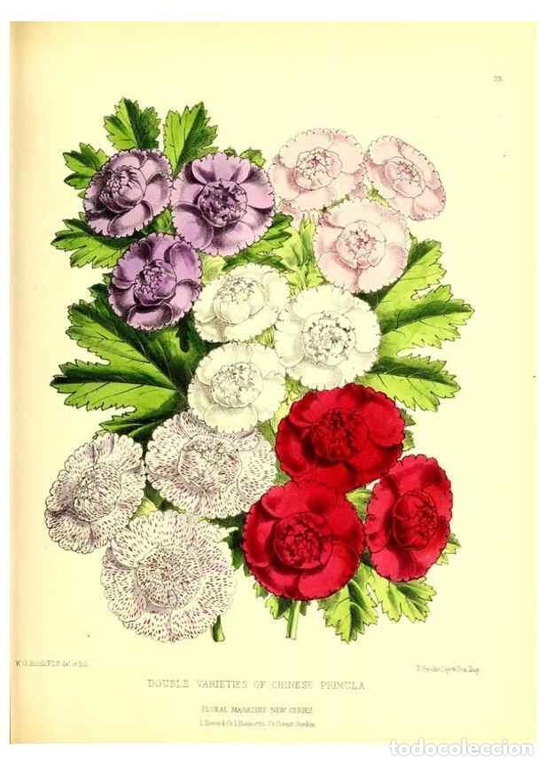 Colecionismo de Revistas e Jornais: Reproducci&oacute;n/Reproduction 49676801448: The floral magazine;. London,L. Reeve & Co.. - Dombrain, Henr