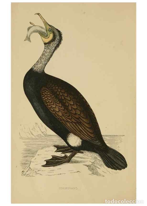 Colecionismo de Revistas e Jornais: Reproducci&oacute;n/Reproduction 49679736712: A history of British birds.. London,Groombridge and Sons,[186