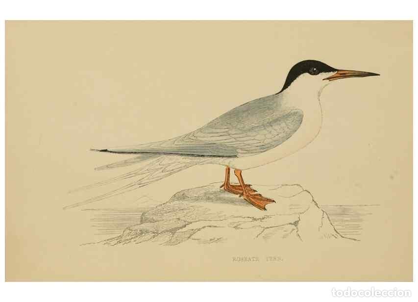 Colecionismo de Revistas e Jornais: Reproducci&oacute;n/Reproduction 49678917063: A history of British birds.. London,Groombridge and Sons,[186