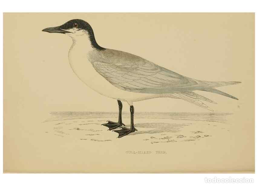 Colecionismo de Revistas e Jornais: Reproducci&oacute;n/Reproduction 49679738827: A history of British birds.. London,Groombridge and Sons,[186