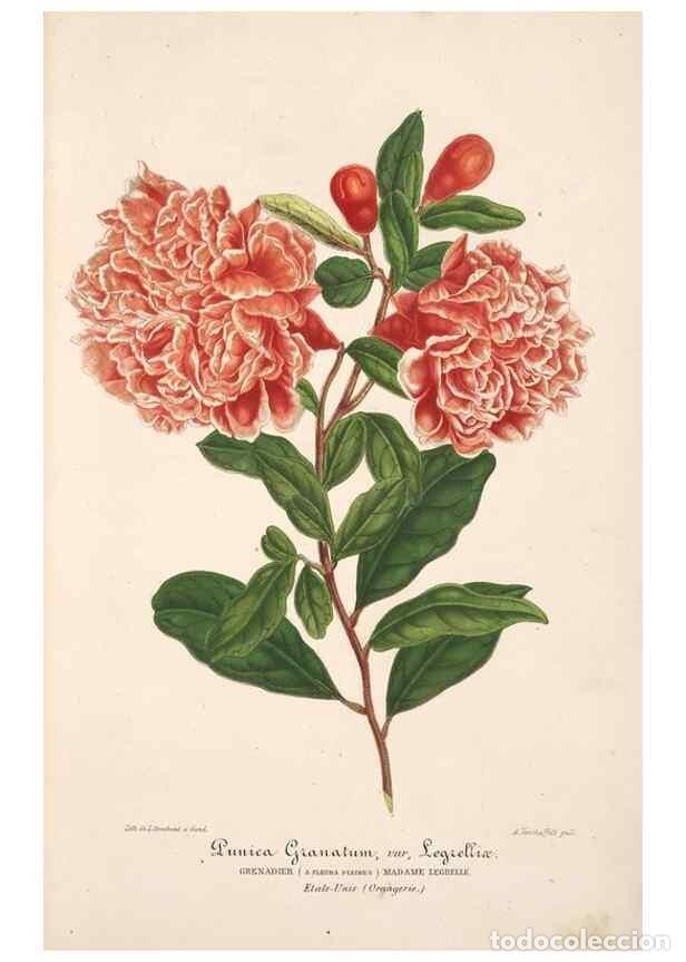 Colecionismo de Revistas e Jornais: Reproducci&oacute;n/Reproduction 49685650368: L'Illustration horticole :. Gand, Belgium :Imprimerie et lith