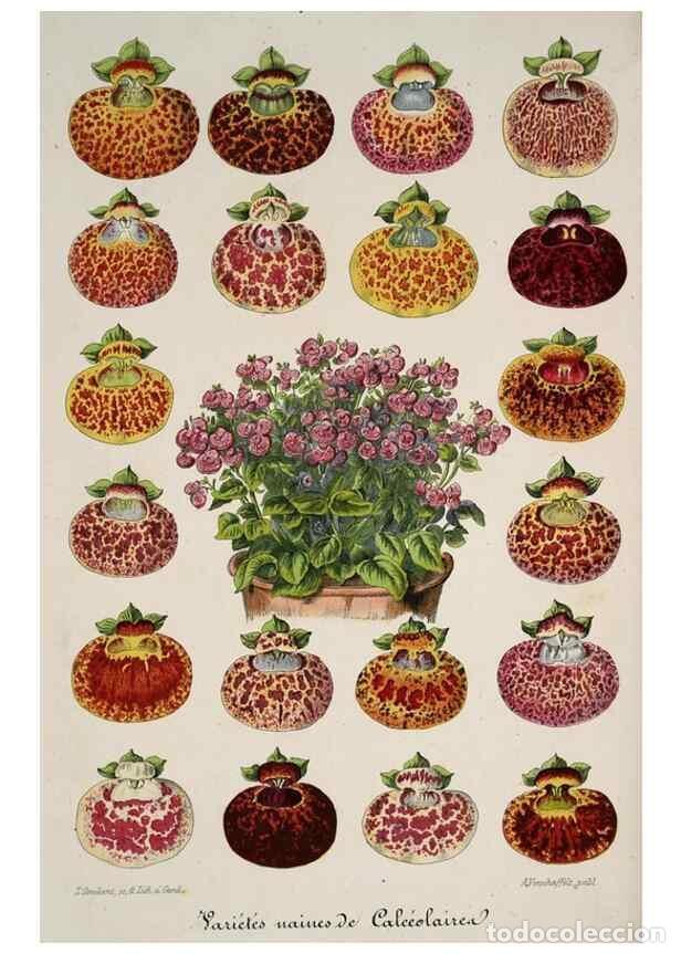 Colecionismo de Revistas e Jornais: Reproducci&oacute;n/Reproduction 49684334141: L'Illustration horticole :. Gand, Belgium :Imprimerie et lith