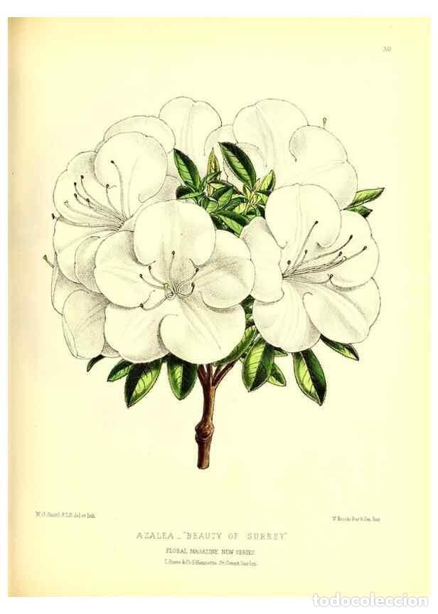 Colecionismo de Revistas e Jornais: Reproducci&oacute;n/Reproduction 49676803288: The floral magazine;. London,L. Reeve & Co.. - Dombrain, Henr