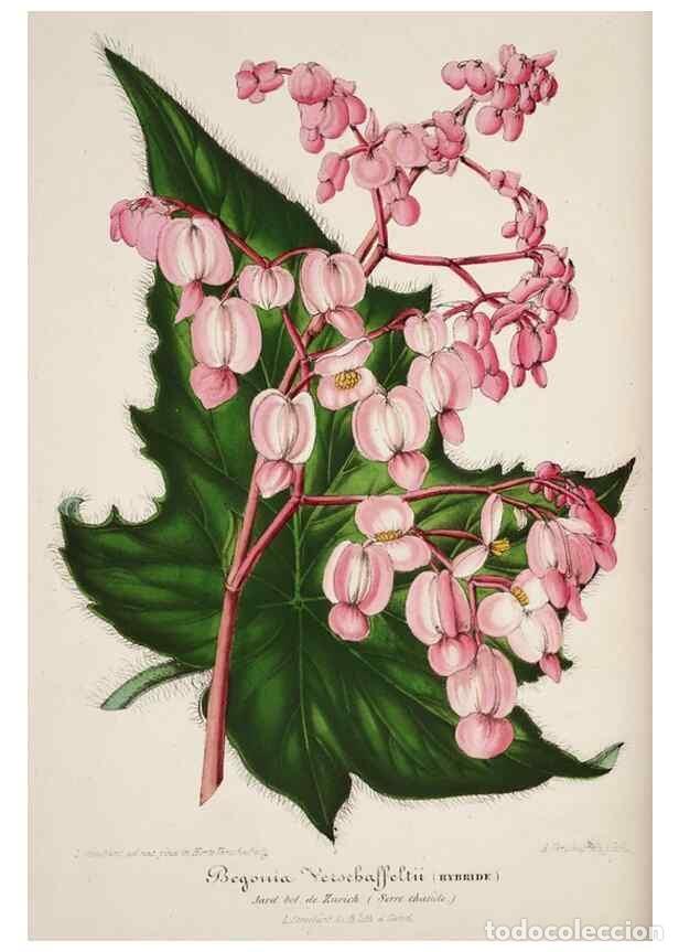 Colecionismo de Revistas e Jornais: Reproducci&oacute;n/Reproduction 49683681888: L'Illustration horticole :. Gand, Belgium :Imprimerie et lith