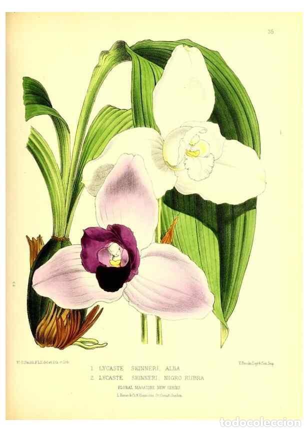 Colecionismo de Revistas e Jornais: Reproducci&oacute;n/Reproduction 49676804548: The floral magazine;. London,L. Reeve & Co.. - Dombrain, Henr