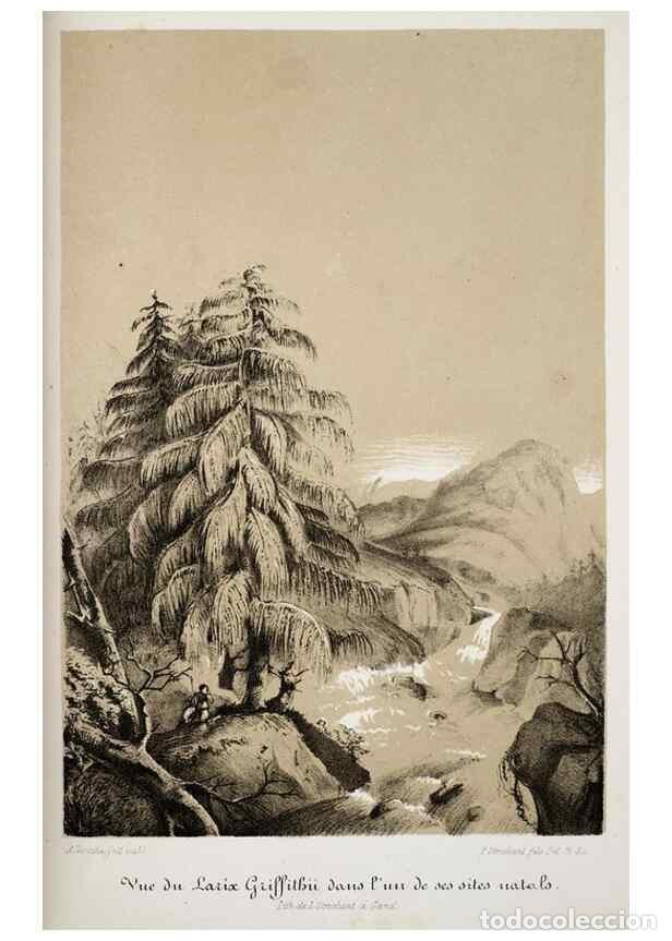 Colecionismo de Revistas e Jornais: Reproducci&oacute;n/Reproduction 49683683478: L'Illustration horticole :. Gand, Belgium :Imprimerie et lith