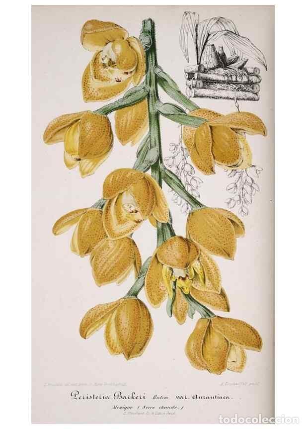 Colecionismo de Revistas e Jornais: Reproducci&oacute;n/Reproduction 49684210976: L'Illustration horticole :. Gand, Belgium :Imprimerie et lith