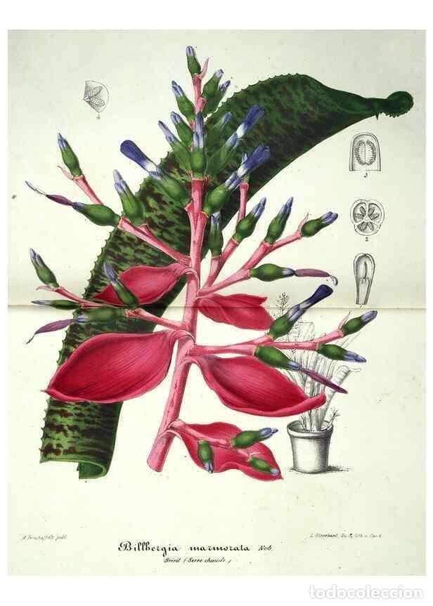 Colecionismo de Revistas e Jornais: Reproducci&oacute;n/Reproduction 49684212916: L'Illustration horticole :. Gand, Belgium :Imprimerie et lith