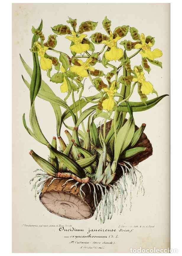 Colecionismo de Revistas e Jornais: Reproducci&oacute;n/Reproduction 49684509312: L'Illustration horticole :. Gand, Belgium :Imprimerie et lith