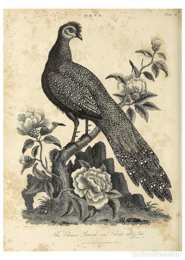 Colecionismo de Revistas e Jornais: Reproducci&oacute;n/Reproduction 49757505227: Encyclopaedia londinensis, or, Universal dictionary of arts,