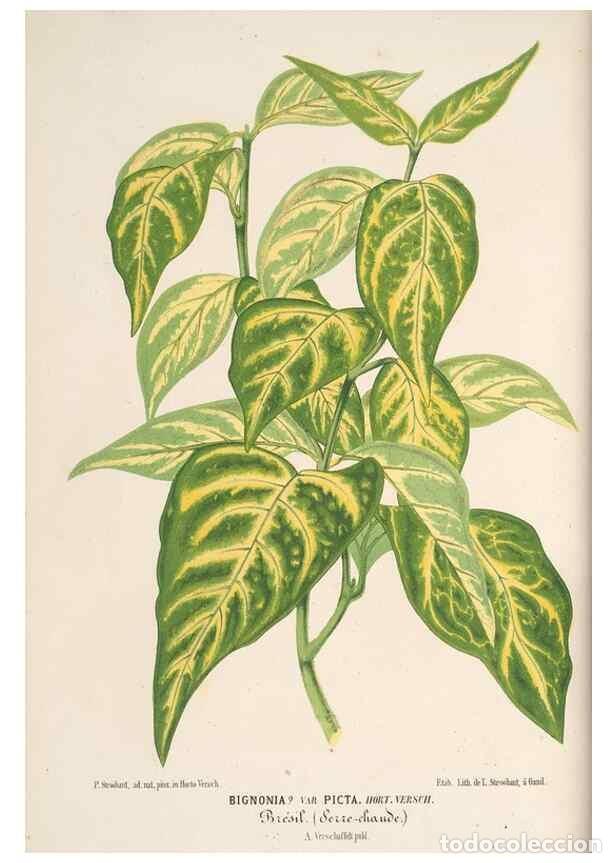 Colecionismo de Revistas e Jornais: Reproducci&oacute;n/Reproduction 49689884868: L'Illustration horticole :. Gand, Belgium :Imprimerie et lith