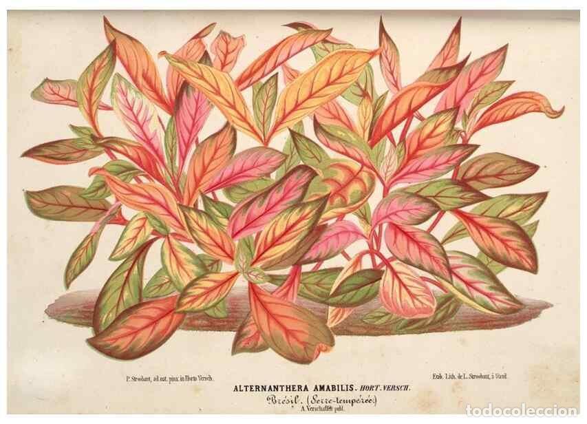 Colecionismo de Revistas e Jornais: Reproducci&oacute;n/Reproduction 49690418821: L'Illustration horticole :. Gand, Belgium :Imprimerie et lith